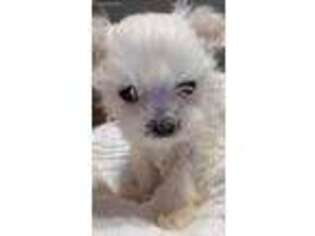 Maltese Puppy for sale in Lizella, GA, USA