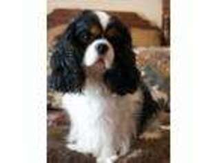 Cavalier King Charles Spaniel Puppy for sale in Waxahachie, TX, USA