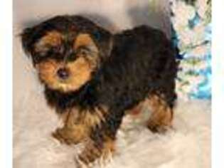 Yorkshire Terrier Puppy for sale in Sparta, NJ, USA