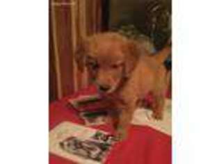 Golden Retriever Puppy for sale in Lynchburg, OH, USA