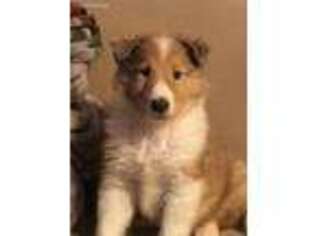 Collie Puppy for sale in Malvern, AR, USA