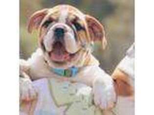 Bulldog Puppy for sale in Belleville, NJ, USA