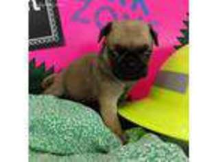 Pug Puppy for sale in Princeton, KY, USA