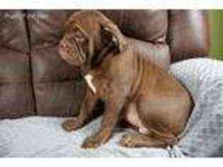 Olde English Bulldogge Puppy for sale in Murray, KY, USA