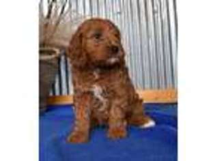 Cavapoo Puppy for sale in Boyden, IA, USA