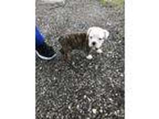 Olde English Bulldogge Puppy for sale in Plant City, FL, USA