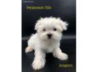Maltese Puppy for sale in Big Cabin, OK, USA