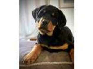 Rottweiler Puppy for sale in Boonville, MO, USA