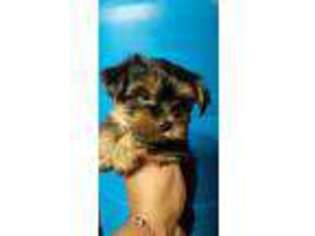 Yorkshire Terrier Puppy for sale in Norwalk, CT, USA