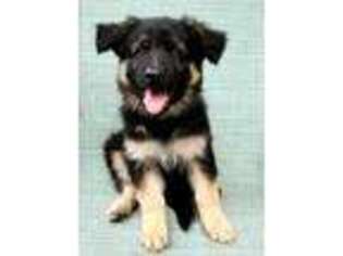German Shepherd Dog Puppy for sale in Mattawan, MI, USA