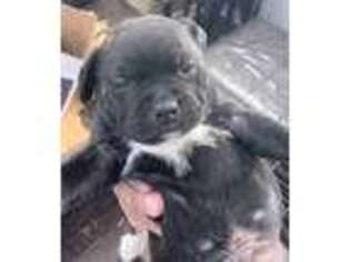 Staffordshire Bull Terrier Puppy for sale in Baltimore, MD, USA