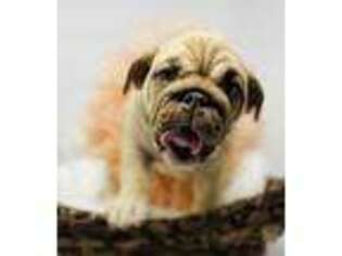 Bulldog Puppy for sale in Altus, OK, USA