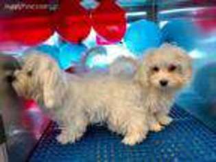Maltese Puppy for sale in Petal, MS, USA