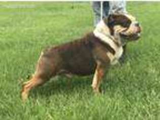 Olde English Bulldogge Puppy for sale in Waynesboro, MS, USA