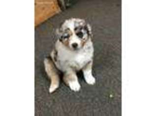 Australian Shepherd Puppy for sale in Salisbury, MD, USA