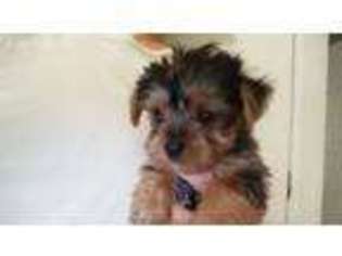 Yorkshire Terrier Puppy for sale in Ava, MO, USA