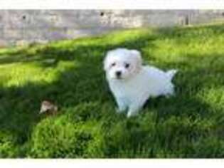 Maltese Puppy for sale in La Verne, CA, USA