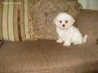 Maltese Puppy for sale in Ball Ground, GA, USA