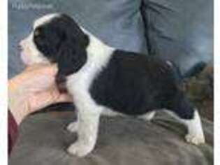 English Springer Spaniel Puppy for sale in Payson, UT, USA