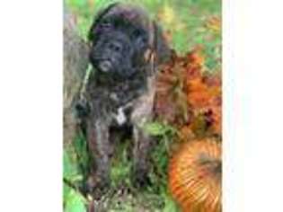 Bullmastiff Puppy for sale in Campton, KY, USA