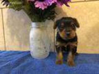 Yorkshire Terrier Puppy for sale in Houston, MO, USA