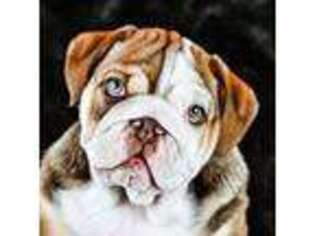 Bulldog Puppy for sale in Wallingford, KY, USA