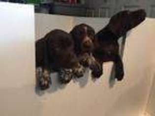 German Shorthaired Pointer Puppy for sale in Wareham, MA, USA