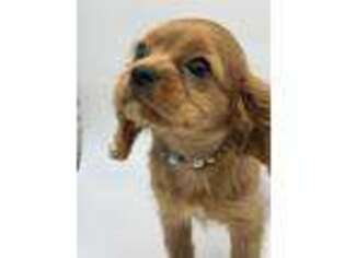 Cavalier King Charles Spaniel Puppy for sale in Sawyer, OK, USA