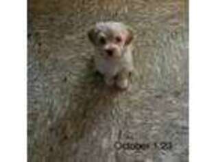 Havanese Puppy for sale in Martinsville, VA, USA