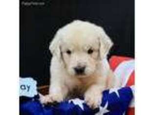 Mutt Puppy for sale in Hallettsville, TX, USA