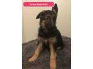 German Shepherd Dog Puppy for sale in Middle Village, NY, USA
