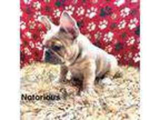French Bulldog Puppy for sale in Richland, MI, USA