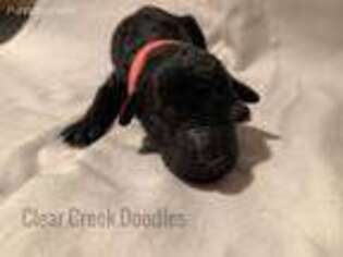 Labradoodle Puppy for sale in Nicholasville, KY, USA
