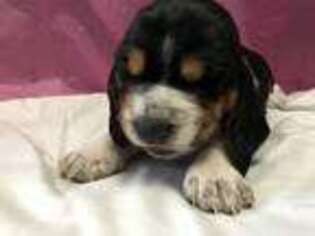 Basset Hound Puppy for sale in Anderson, IN, USA