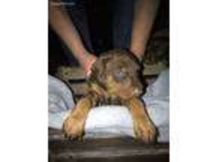 Doberman Pinscher Puppy for sale in Machesney Park, IL, USA