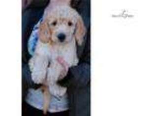 Goldendoodle Puppy for sale in Joplin, MO, USA