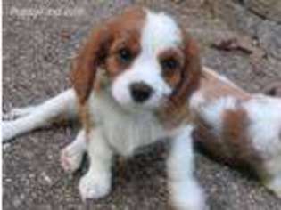 Cavalier King Charles Spaniel Puppy for sale in Stover, MO, USA