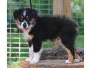 Australian Shepherd Puppy for sale in Homer, GA, USA