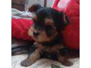 Yorkshire Terrier Puppy for sale in Madisonville, TN, USA