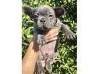 French Bulldog Puppy for sale in Chino, CA, USA