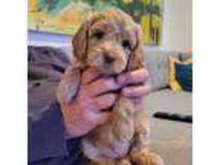 Cavapoo Puppy for sale in Cocoa, FL, USA