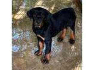 Rottweiler Puppy for sale in Gaffney, SC, USA