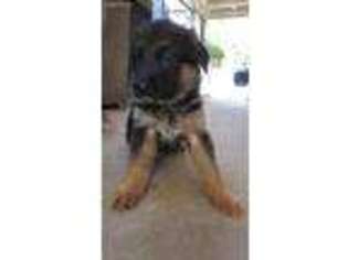 German Shepherd Dog Puppy for sale in Corpus Christi, TX, USA