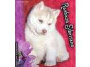 Siberian Husky Puppy for sale in Flagstaff, AZ, USA