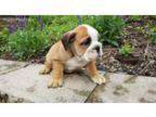 Bulldog Puppy for sale in Keedysville, MD, USA