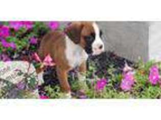 Boxer Puppy for sale in Sabina, OH, USA