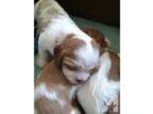 Cavalier King Charles Spaniel Puppy for sale in FORT MADISON, IA, USA