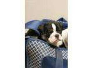 Bulldog Puppy for sale in Westover, PA, USA