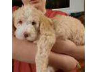 Labradoodle Puppy for sale in Schleswig, IA, USA