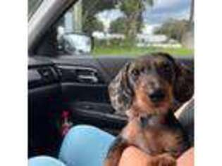 Dachshund Puppy for sale in Longwood, FL, USA
